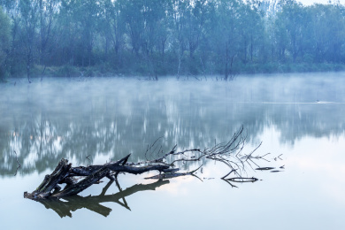 清晨枯树倾倒在薄雾弥漫的河面上