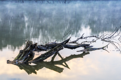 清晨枯树倾倒在薄雾弥漫的河面上