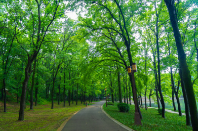 湖北武汉东湖风景区夏日风光