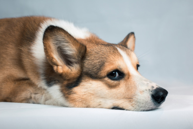 柯基纯色背景侧面半身照片