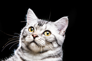 黑色背景特写一只可爱的虎斑美国短毛猫