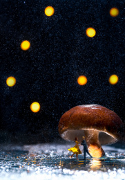 微缩摄影浪漫爱情蘑菇菌类舞会爱情雨中曲
