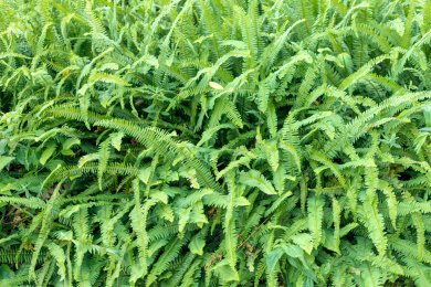 茂盛的绿色蕨类植物中华里白