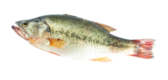 一条鲜活的鲈鱼在白背景上