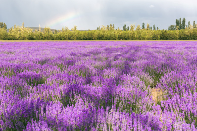 雨后中国新疆霍城薰衣草庄园中的薰衣草