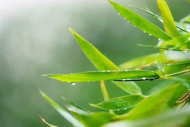 雨后阳光下挂着雨珠的一丛绿色竹子叶