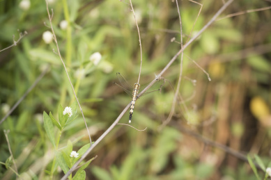 微距拍摄停栖在植物茎秆上的蜻蜓