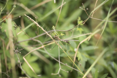 微距拍摄停栖在植物茎秆上的蜻蜓