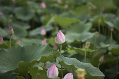 清晨拍摄池塘里含苞待放的粉红色荷花