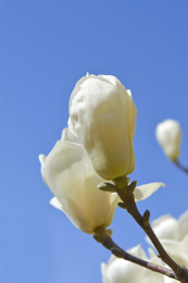 春天，公园里盛开的白色的玉兰花