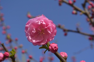 春天，公园里路边盛开的榆叶梅及花苞特写