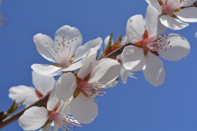 春天里蓝天映衬下盛开的山桃花