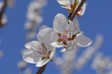 蓝天映衬下的盛开的山桃花