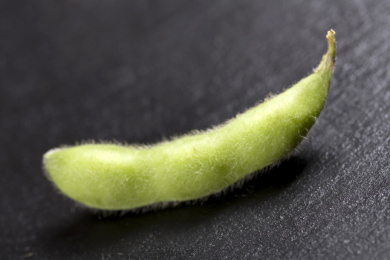 富含植物蛋白膳食纤维的毛豆