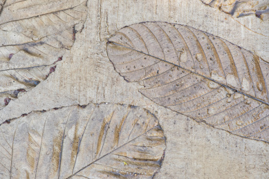 刻画有植物叶子的湿润灰色水泥地面