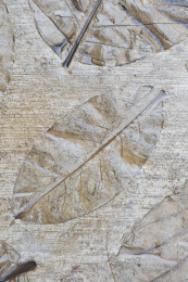 刻画有植物叶子的湿润地面