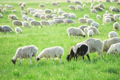 夏季内蒙古大草原上自由的羊群