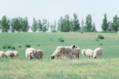 夏季内蒙古大草原上自由的羊群