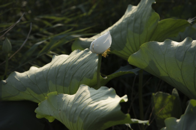 清晨逆光拍摄池塘里盛开的白色荷花