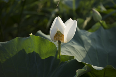 清晨逆光拍摄池塘里盛开的白色荷花