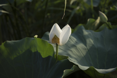 清晨逆光拍摄池塘里盛开的白色荷花