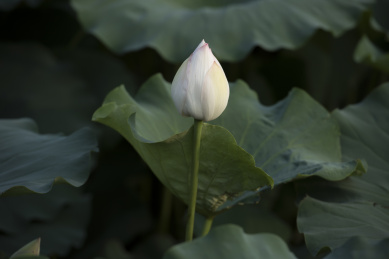 清晨拍摄池塘里含苞待放的荷花