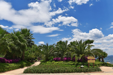 中国南方热带自然风光蒲葵树