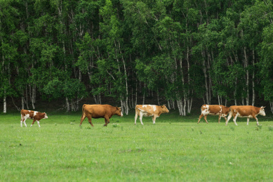 内蒙古草原牧场上自由吃草的奶牛