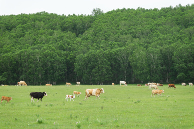 内蒙古草原牧场上自由吃草的奶牛