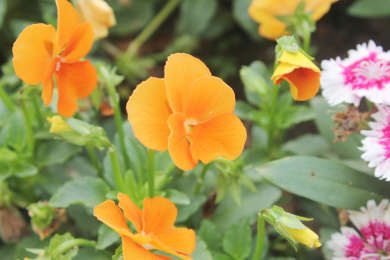 花丛一片橙色的角堇双色花朵