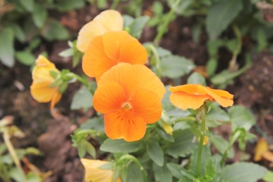 野外一片橙色的角堇双色花朵
