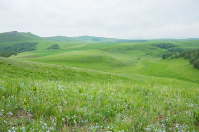 夏季内蒙古草原上的白桦林