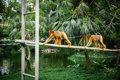 野生动物园里正在自由活动的金丝猴子