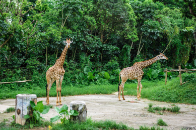 野生动物园里正在活动的长颈鹿