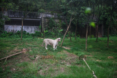 野生动物园正在嚎叫的白老虎