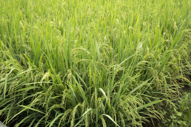春夏季节田间绿色的水稻苗局部特写