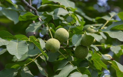 挂在核桃树上的快成熟的成对青皮核桃