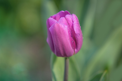 一支紫色郁金香,绿色背景虚化大光圈拍摄