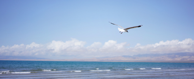 中国甘肃青海湖海鸟海鸥天空白云青海