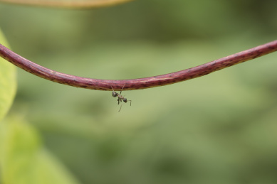 在植物茎秆上寻找食物的蚂蚁