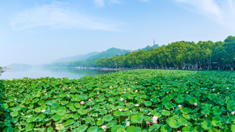 中国浙江杭州西里湖的荷花荷叶与北山街的绿树成林