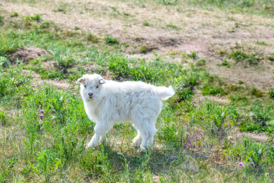 中国内蒙古锡林格勒盟乌拉盖大草原小羔羊