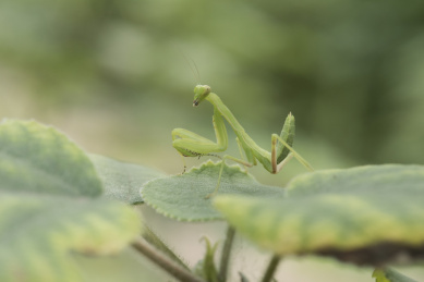 微距拍摄停栖在绿色树叶上一脸呆萌的小螳螂