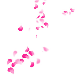 飞舞的花瓣唯玫瑰花瓣唯美插画