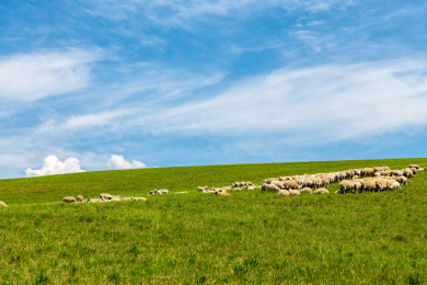 中国内蒙古锡林格勒盟乌拉盖大草原羊群
