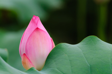 一个含苞待放的粉红色荷花花蕾