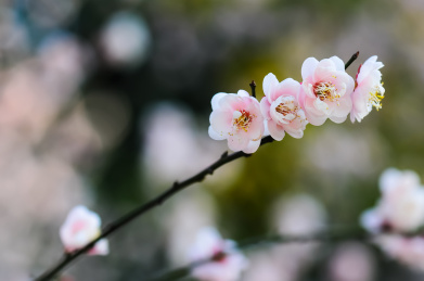 冬天盛开的粉色梅花，显得高洁坚强