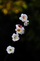 冬天盛开的粉色梅花，显得高洁坚强