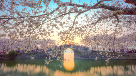 中国江苏无锡鼋头渚景区樱花节风光