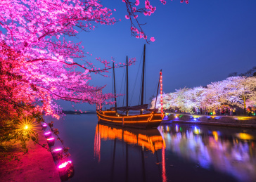 中国江苏无锡鼋头渚景区樱花节风光